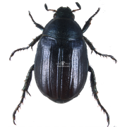 ANOMALA DUBIA